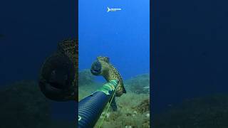 Fighting with big Moray eel 😱 spearfishing fishing fish [upl. by Perot740]