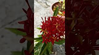 Ixora Coccinea plant youtubeshorts viralvideo nature trending plz subscribe  🥰🥰 [upl. by Llertnek]