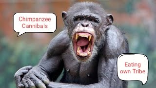 Chimpanzee Simpoo  are the Cannibals viral chimpanzee gorilla monkey [upl. by Kilby]