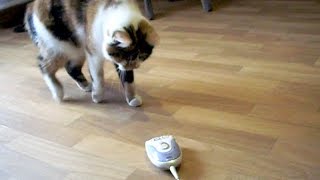 Lustige Katzen Videos zum totlachen Katze kämpft gegen Epilierer  Katze lustig [upl. by Daisie]