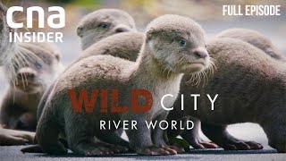 Singapores Waterways And Its Wild Inhabitants  Wild City River World  CNA Documentary [upl. by Pang]