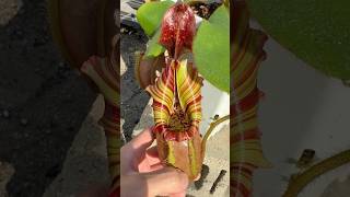 Nepenthes Veitchii Candy Dreams nepenthes houseplants nature carnivorousplants [upl. by Annaujat]