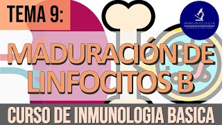 Maduración Ontogenia de Linfocitos B  LB Foliculares  Linfocitos B1  LB de la Zona Marginal [upl. by Aloel]