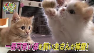 【マンチカン】イタズラ 兄妹ケンカ ハプニング 赤ちゃん【かわいい猫まとめ動画】 [upl. by Browning196]