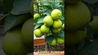 Ye sahi tarika hai per lagane ka 😍😍tricks youtubeshorts tricke growth garden video viralvideo [upl. by Cordie919]