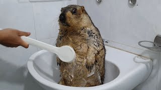 The first time marmot bathed with a brush [upl. by Eckhardt]