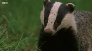 BBC Badgers in the Forest of Dean [upl. by Elacim]