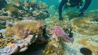 Giant Cuttlefish at Whyalla [upl. by Wilburn]