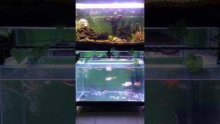 Aquascape feat predator fish aquatic relaxing aquscape predatorfish aquarium [upl. by Nylirac]