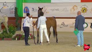 Italian Nationals 2019  46 Years Old Mares Class 7 [upl. by Philan]