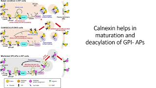 Calnexin helps in maturation of GPIAPsglycosylphosphatidylinositolanchored proteins Code 619 [upl. by Eatnom244]