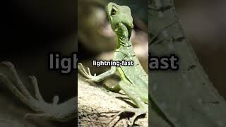 The Amazing Common Basilisk wildlife animals nature facts lizard [upl. by Rebmetpes]