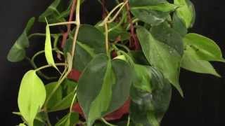 Philodendron hederaceum  Kletterphilodendron Heartleaf Philodendron [upl. by Enisamoht823]