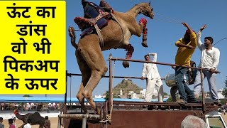 ऊंट का पिकअप डांस।camel dance competition। Pushkar Fair 2019।camel festival।Horse Dance [upl. by Doralynn]