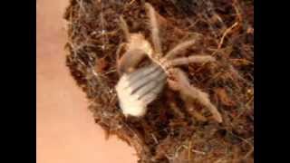 Brachypelma vagans  Molting [upl. by Kinna832]