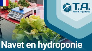 Récolte des navets potager urbain en hydroponie [upl. by Dearden]