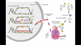 Protein Synthesis [upl. by Giacinta]