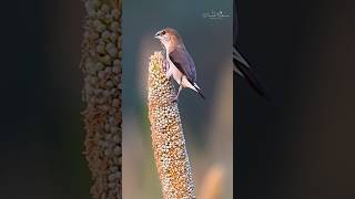 Indian Silverbill Shorts shortsindia nature wildlifephotography wildlife [upl. by Ahsemo]