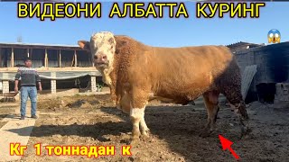 ФИЛДАЙ келади УЗИЯМ курмагандим БУНАКАСИНИ😳☎️998883305050 [upl. by Hamforrd571]