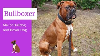 Bullboxer  The Perfect Mix of Bulldog and Boxer Dog [upl. by Lowrance]