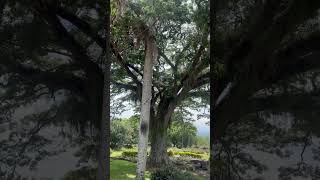 ALMENDRA JULIAN Y SU COMBO HACIENDA EL PARAÍSO Efraín y María CERRITO VALLE DEL CAUCA TEKO [upl. by Eglanteen]