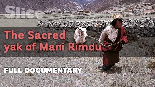 The sacred yak of Mani Rimdu l SLICE I Full documentary [upl. by Anyah]