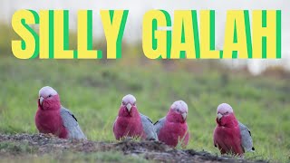 The Galah  australia birds wildlife [upl. by Namolos]