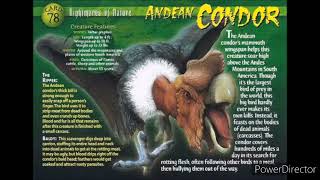 Andean condor sound effects [upl. by Sturges]