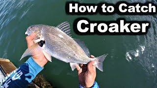 How to Catch CROAKER  San Diego Bay Fishing [upl. by Winwaloe588]