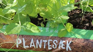 Kort guide Sådan bruger du Champost Plantesæk i kapilærkasse [upl. by Einuj724]