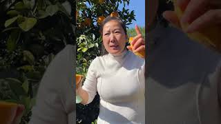 Sisters Yingzis Gannan navel oranges are expected to be sold for about 10 days Sisters who li [upl. by Ecinwahs]