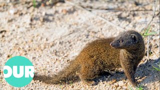 Mongoose The Story Of An Unlikely Predator  Our World [upl. by Narrat]