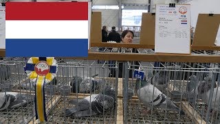 Holandia The Netherlands  Olimpiada Gołębi Pigeon Olympiad Poznań 2019 [upl. by Aliahs]