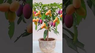 How to grow a mango tree from mango seeds for beginners grow growingfruit tree shorts popular [upl. by Barta]