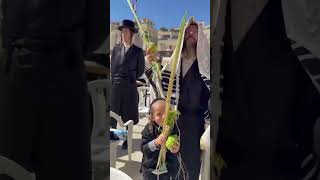 Hasidic Jews with Lulav amp Esrog at the Western Wall Vid Y Gray israel [upl. by Neraa]