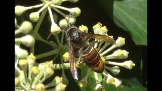 Aziatische hoornaar Vespa velutina mannetje [upl. by Mat]