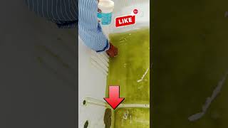 Outdoor planted fish tank cleaning 🤧 trending fishtankcleaning [upl. by Colville]