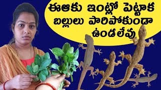 బల్లులు రమన్నా రావుHow to get rid of lizardsballulu raakunda undaalantehomeremedies lizards [upl. by Ecinereb]