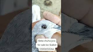 nayab Saleta chuha breeder kabuter jora for sale kabootarbazi kabootarbazivideo chirimari birds [upl. by Llertnod]