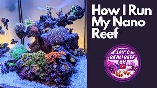 How I Run My Nano Reef Tank  Setup Water Parameters Lighting Dosing and Feeding All in 30 mins💫 [upl. by Tena104]