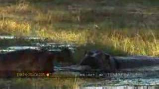 Hippo mating ritual comes to naught [upl. by Odlavu]