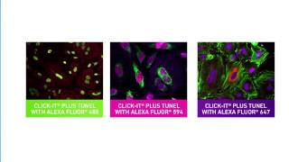 ClickiT® Plus TUNEL apoptosis assays [upl. by Ledua766]