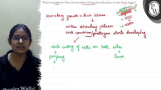 What is periderm How does periderm formation take place in the dic [upl. by Norine85]