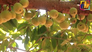 GHANAS FIRST APPLE TREE DISCOVERED AT WIAMOASE  Rtv Ghana [upl. by Ellenwahs]