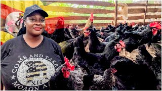 How This Housemaid Became a Poultry Farming Expert in Uganda [upl. by Ricoriki640]