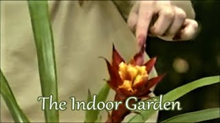 Coaxing a Bromeliad quotpupquot to Bloom or How to Care for young Bromeliads [upl. by Nnor]