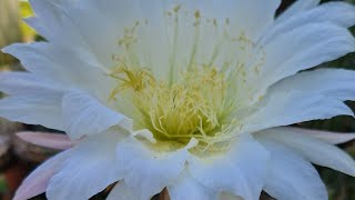 Trichocereus purpureopilosus aka Echinopsis purpureopilosa [upl. by Ymirej]