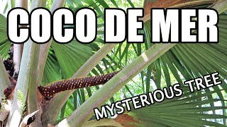 COCO DE MER  My Hunt for the Tree of Knowledge Part 3 of 5  Weird Fruit Explorer Ep 400 [upl. by Feinleib]