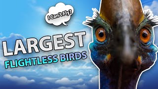 5 Largest Living Flightless Birds in the World [upl. by Krispin]