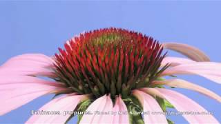 Echinacea Cone flower time lapse [upl. by Vanda]